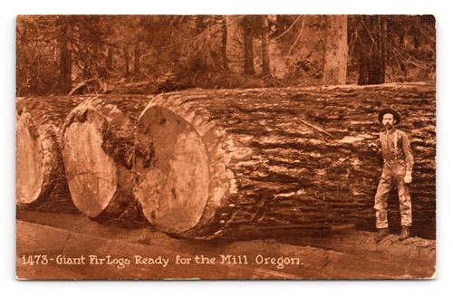 Giant fir logs ready for - logs,